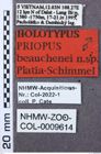 Etikett zu Melanotus sulcatus (Candéze, 1860)